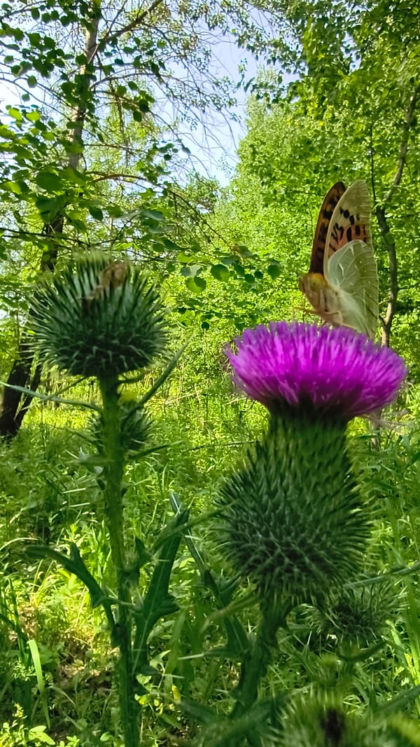 Butterflies and beetles work a patch of flowering thistles