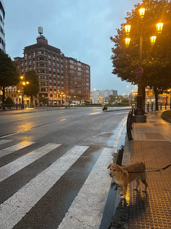 Wet streets and hydrangeas on a rainy Oviedo evening