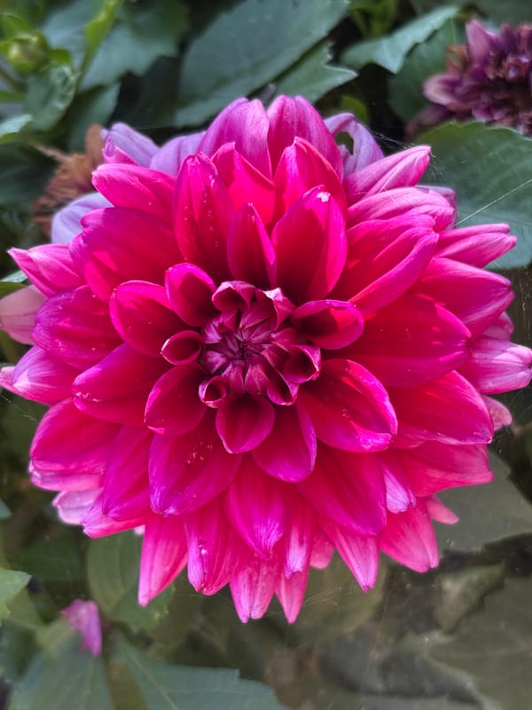 Backyard afternoon in Oreshak: kids, flowers, and downtime