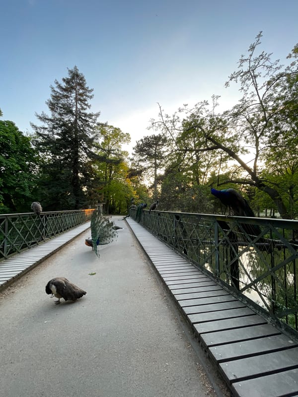 Peacocks gather on pedestrian bridge in Paris park