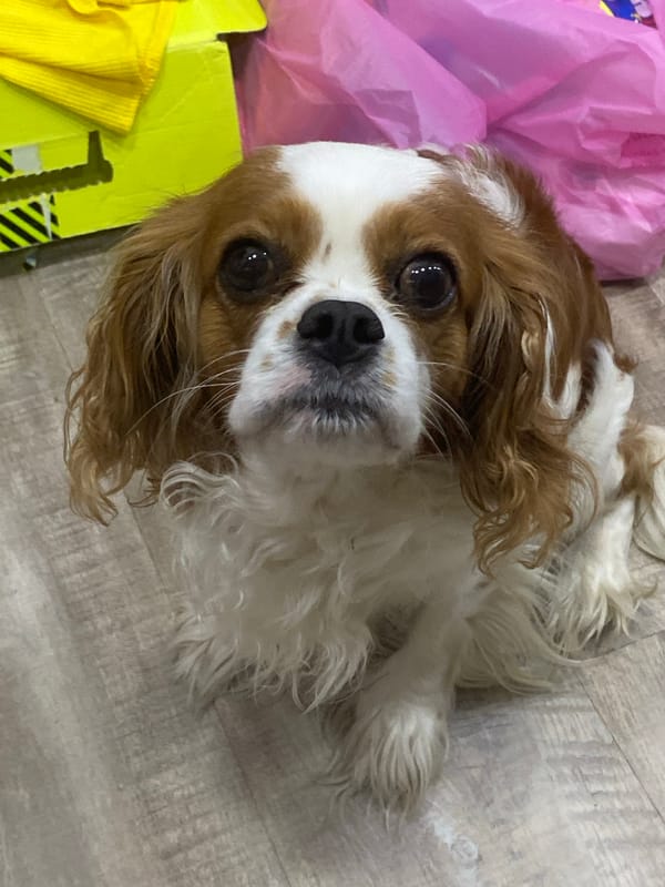 Pets at home and dusky skies on a June evening