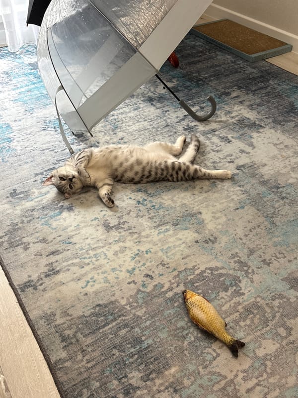 Tabby cat lounging on a rug with a toy fish nearby