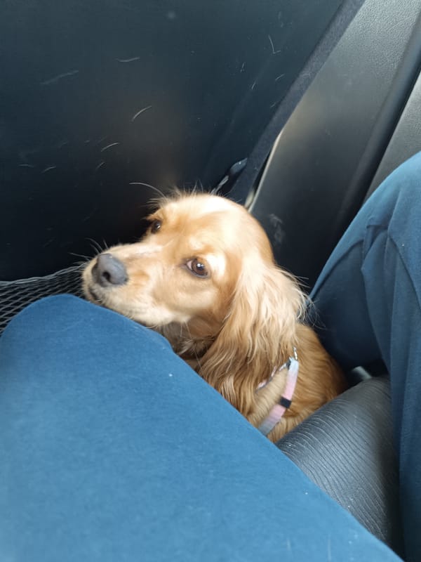 Cocker Spaniel travels as pampered passenger in Audi vehicle