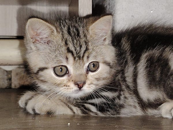Tabby kitten spotted resting indoors in Elovo, Russia