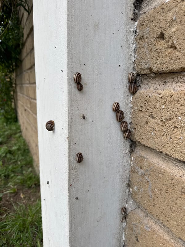Garden snails observed on buildings and plants in Aprilia