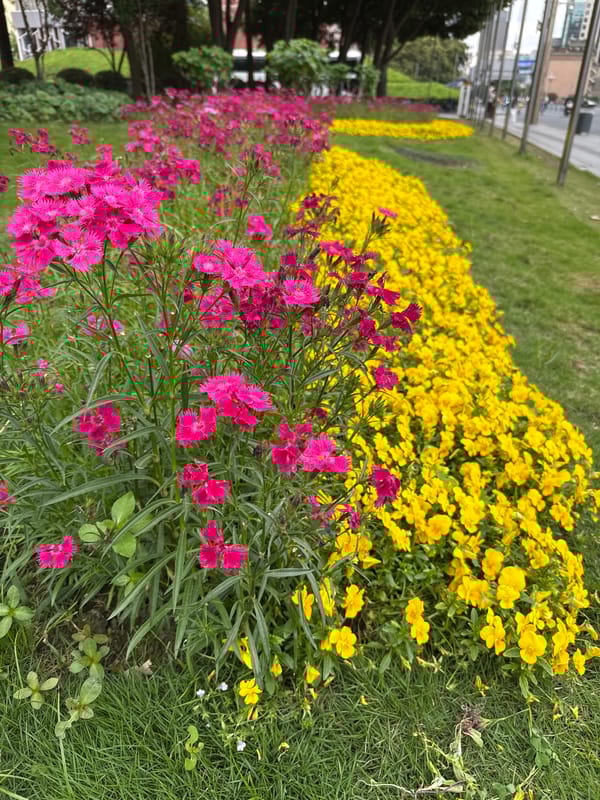 Morning scenes unfold in Qingyang District: flowers, family, trees