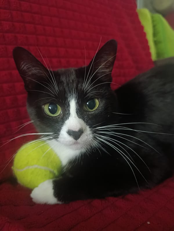 Cat with tennis ball spotted resting in Kaliningrad