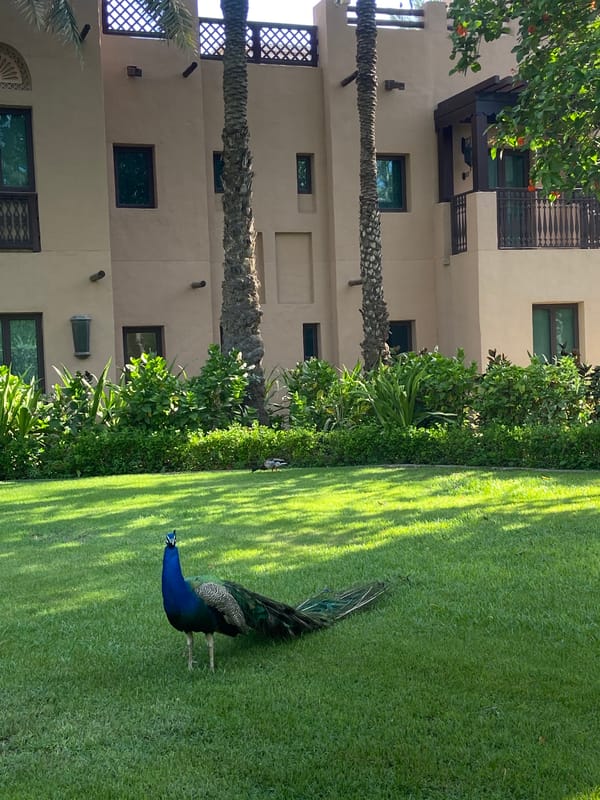 Tourists and peacocks share Dubai waterfront moments