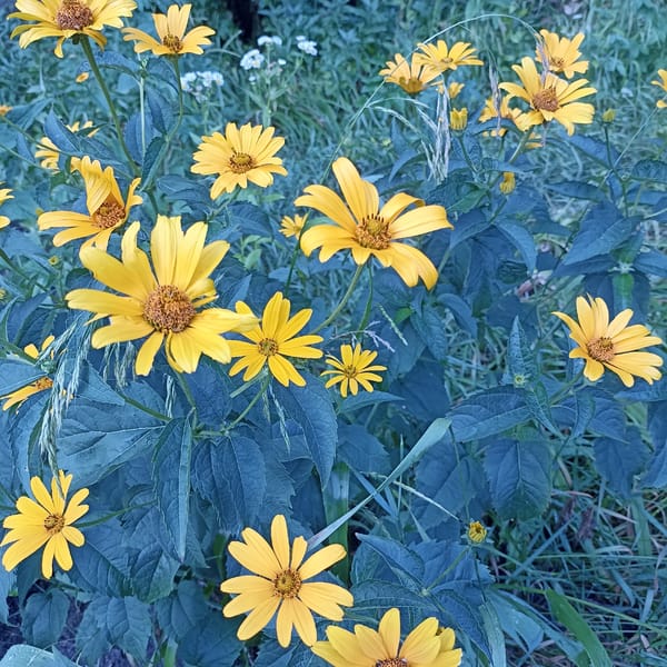 Close-up shots of flowers and berries on nearby plants