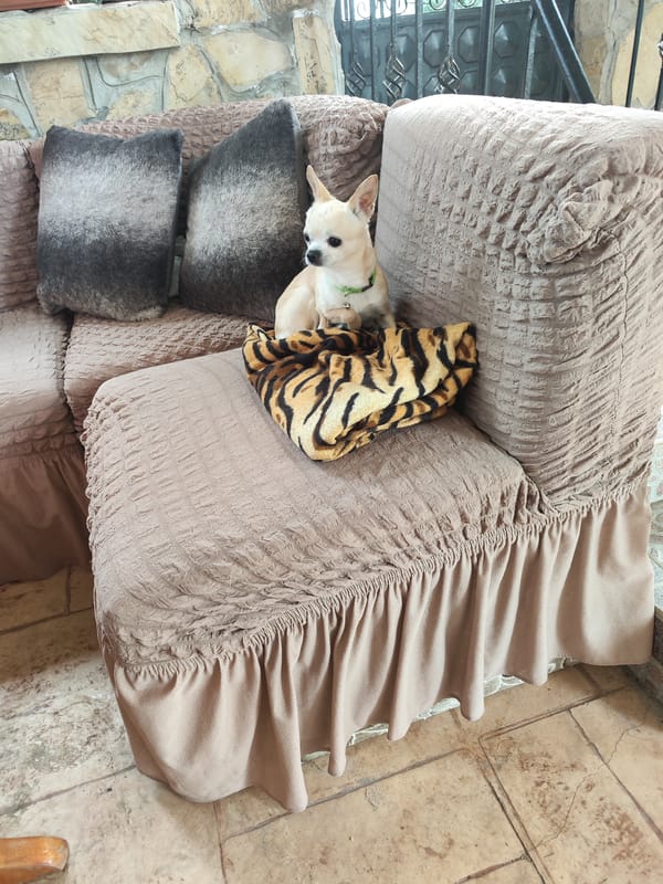 Chihuahua dog spotted resting on blanket in Brestnik