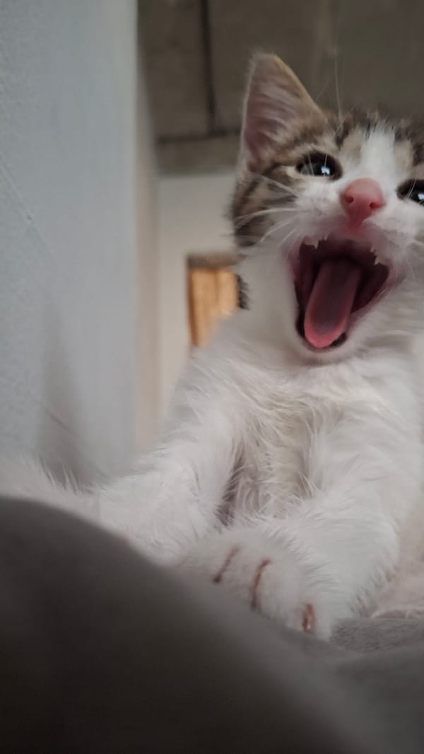 Tabby kitten yawning and licking up close