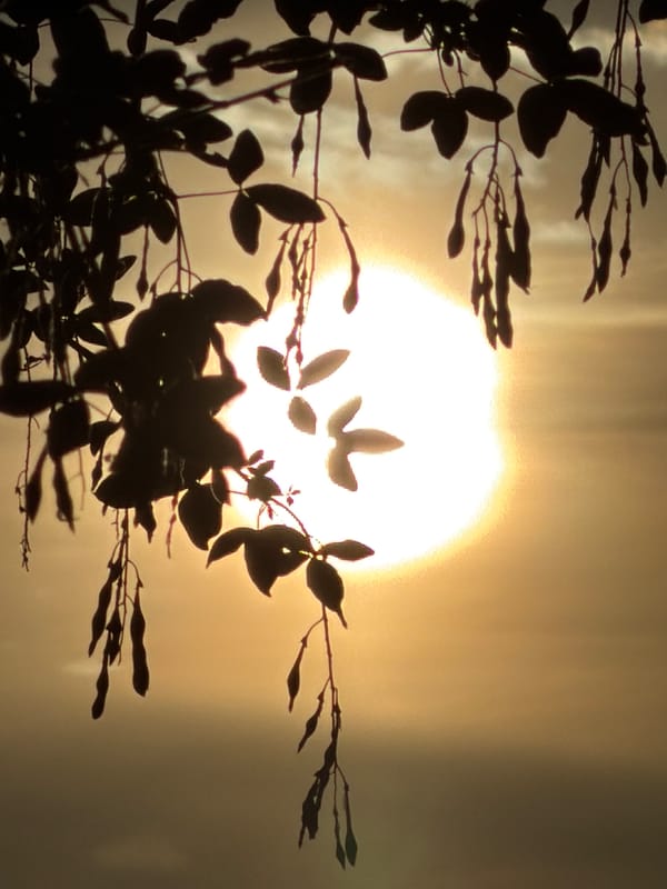Dawn captured through tree branches in Leudelange, Luxembourg