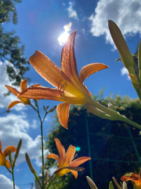Backyard morning: garden macro shots and smiley balloon selfies