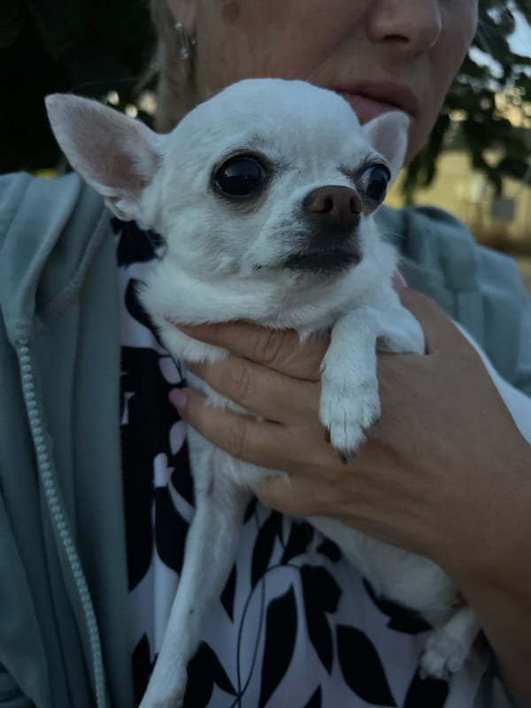 Evening walk with a chihuahua in a Kryzhanivka neighborhood