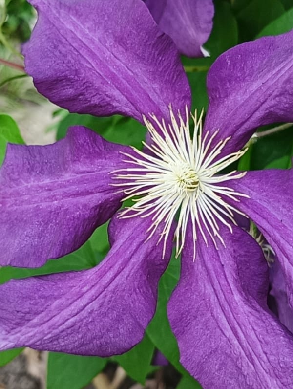 Garden flowers bloom under bright daylight at location 666