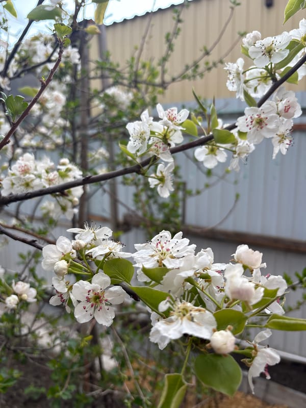Woman documents afternoon selfie session with Siamese cat in Simferopol