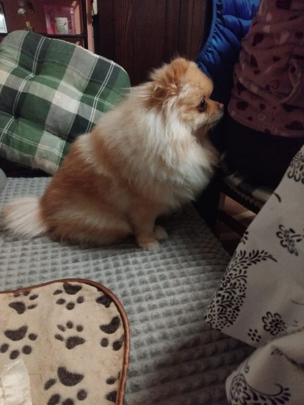Pomeranian dog enjoys afternoon rest time in Bulgarian home