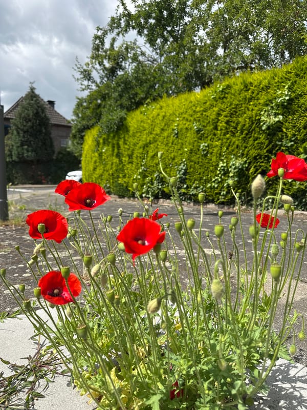 Wildflowers bloom through urban Krefeld streets during morning walk