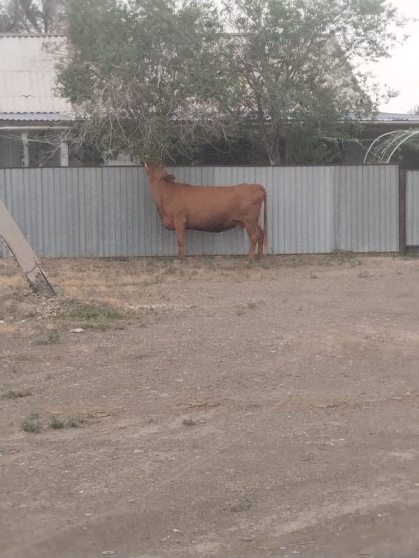 Brown cow grazing in a fenced yard in rural Kazakhstan