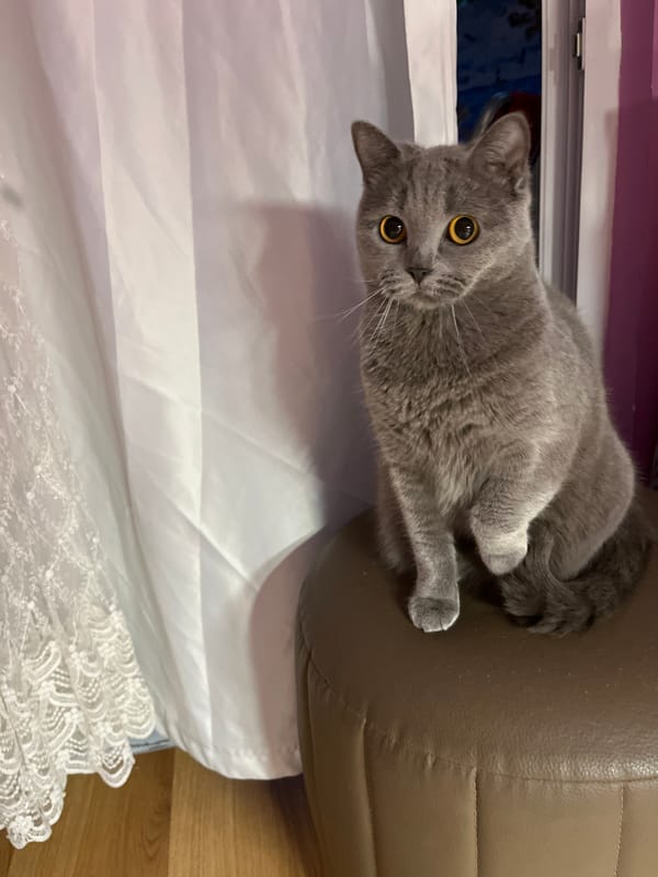 Gray cat rests on lace cloth in Turkish home