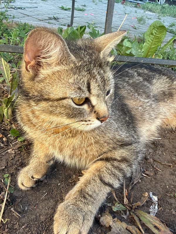 Backyard afternoon in Orenburg: a tabby cat, garden flowers, and a carrot