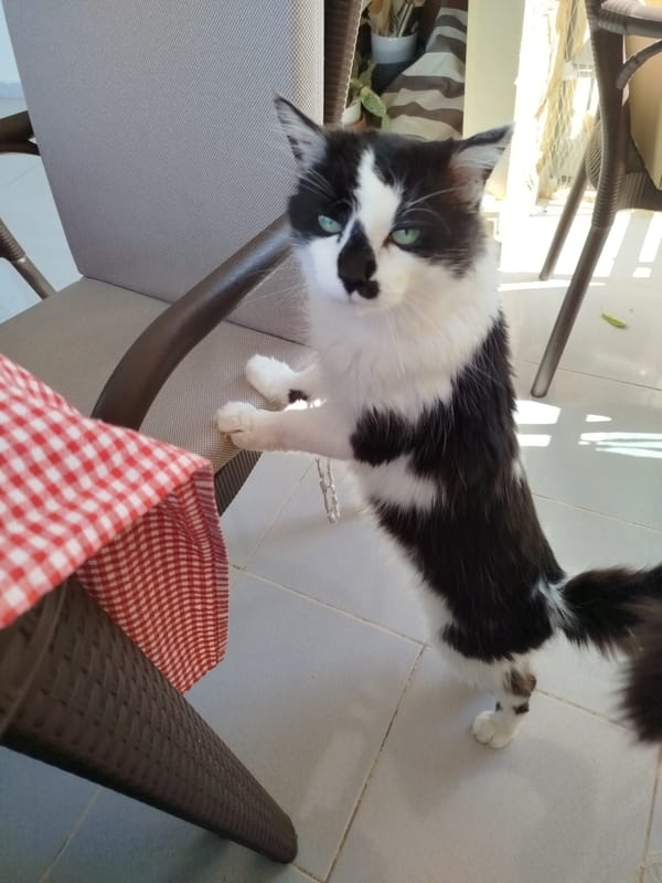 Cat stands on hind legs at chair in Alanya