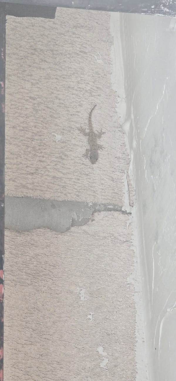 Gecko spotted, person sits on court in Burgas