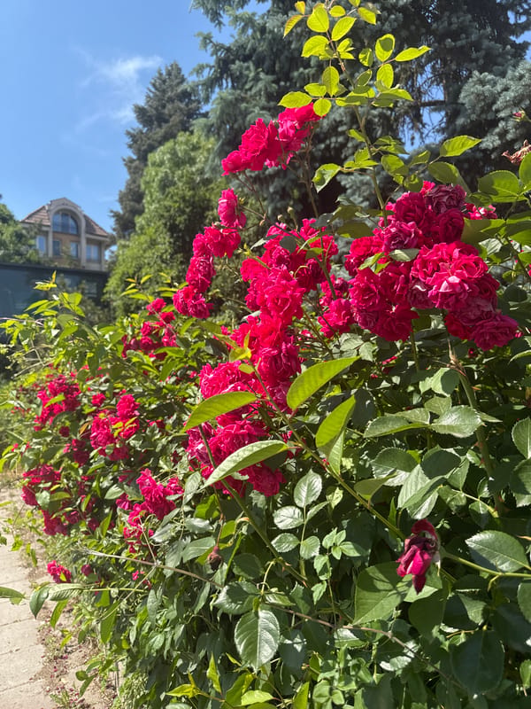 Sofia resident captures brief neighborhood walk amid roses, apartments