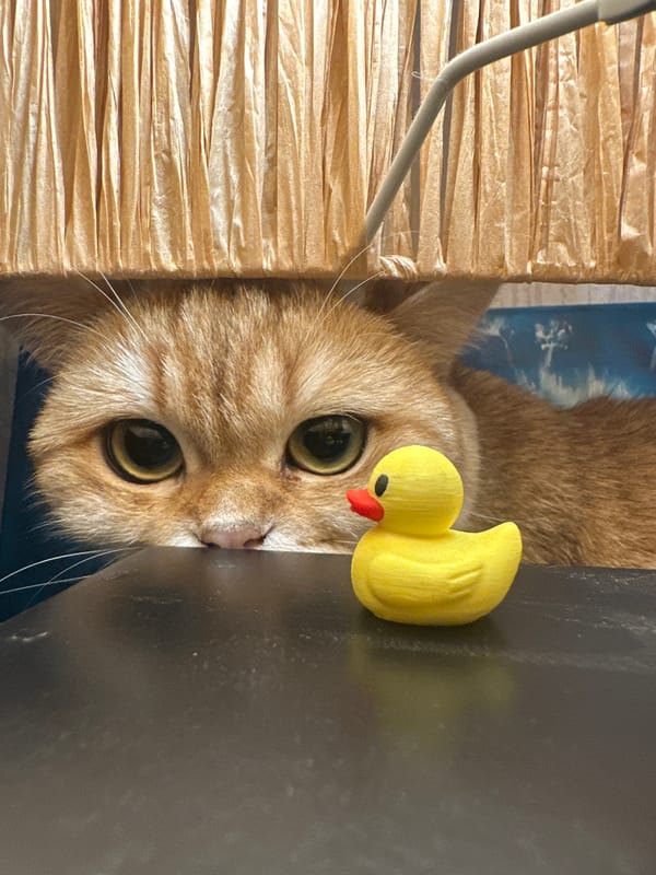 Ginger cat and rubber duck, Saint Petersburg
