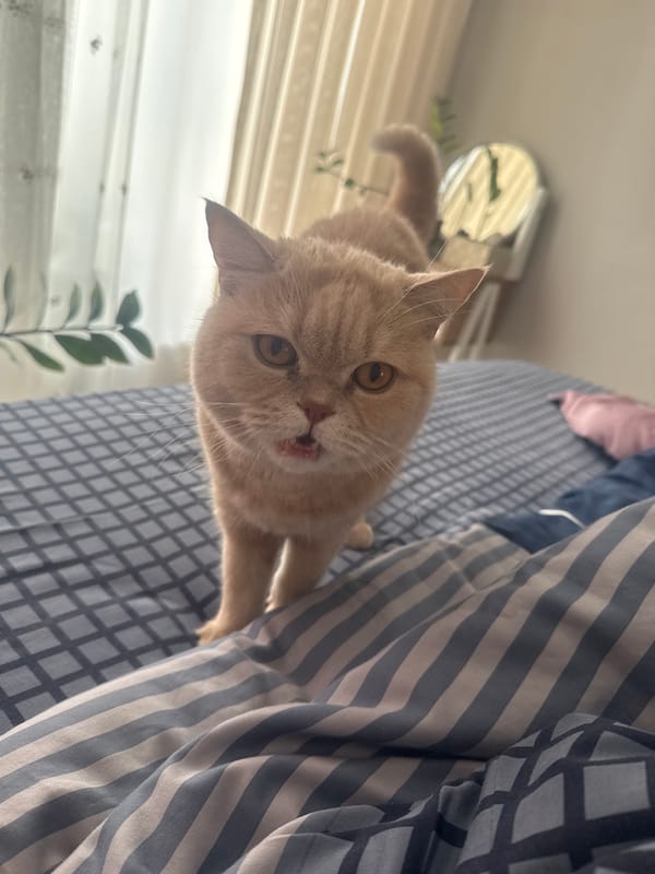 Morning domestic scenes feature orange cat and bedroom selfie