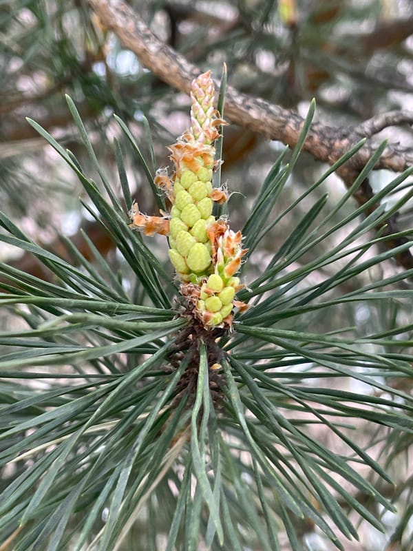 Morning spring observations documented across Saint Petersburg neighborhoods