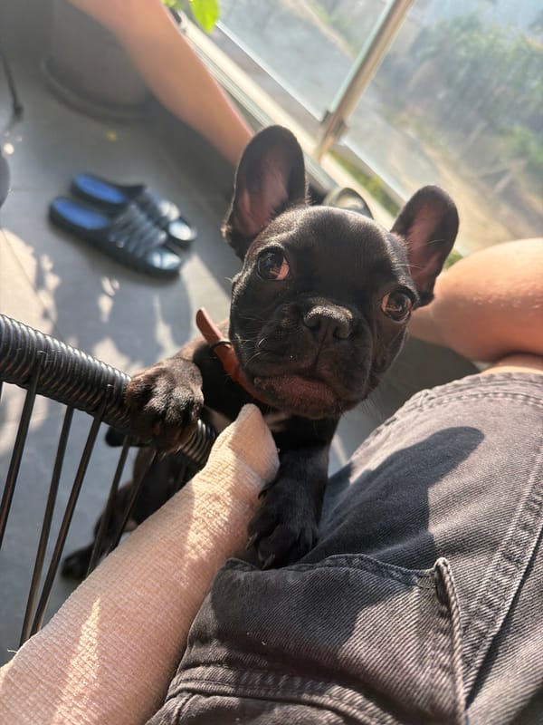 Morning scenes captured in Varna residential area with puppy