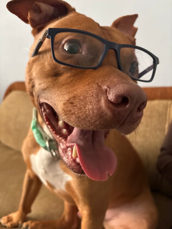 Dog wearing glasses photographed on furniture in Sofia