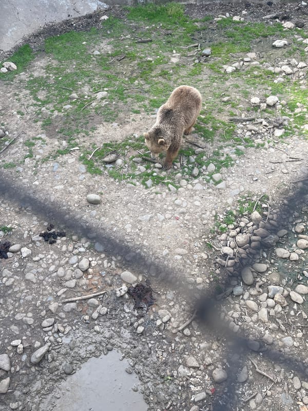 Wildlife observed at zoo facility in Lovech, Bulgaria