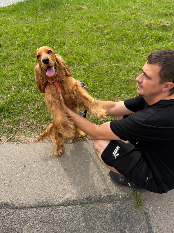Cocker Spaniel hangs out in a Minsk park on a summer morning