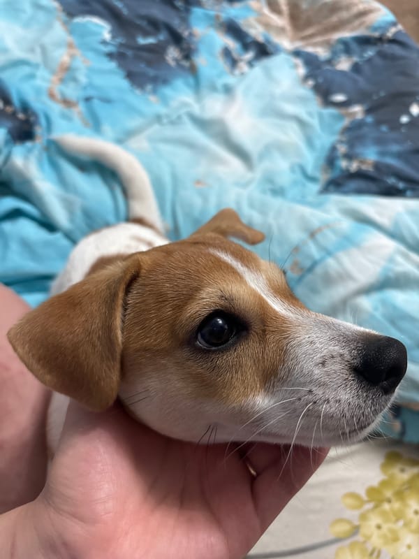 Jack Russell puppy photographed with owner in Chelyabinsk