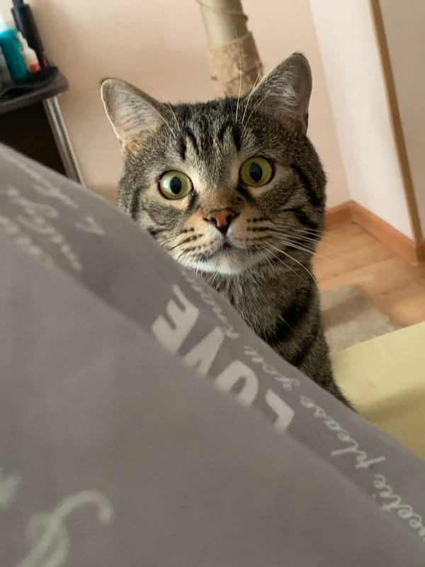 Tabby cat photographed multiple times during early morning in Stavropol