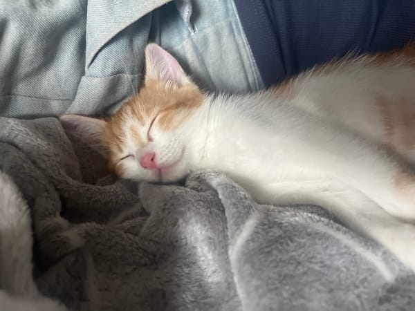 Orange and white kitten deep asleep on soft blankets