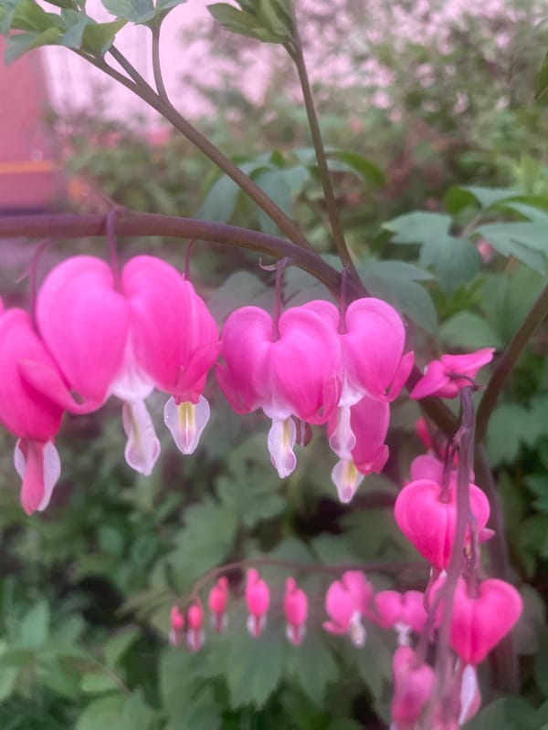 Bleeding heart flowers bloom in Samara, Russia