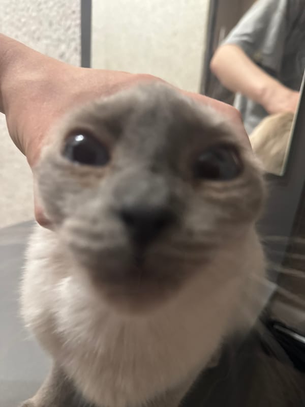 Siamese cat at home in Slonim, Belarus