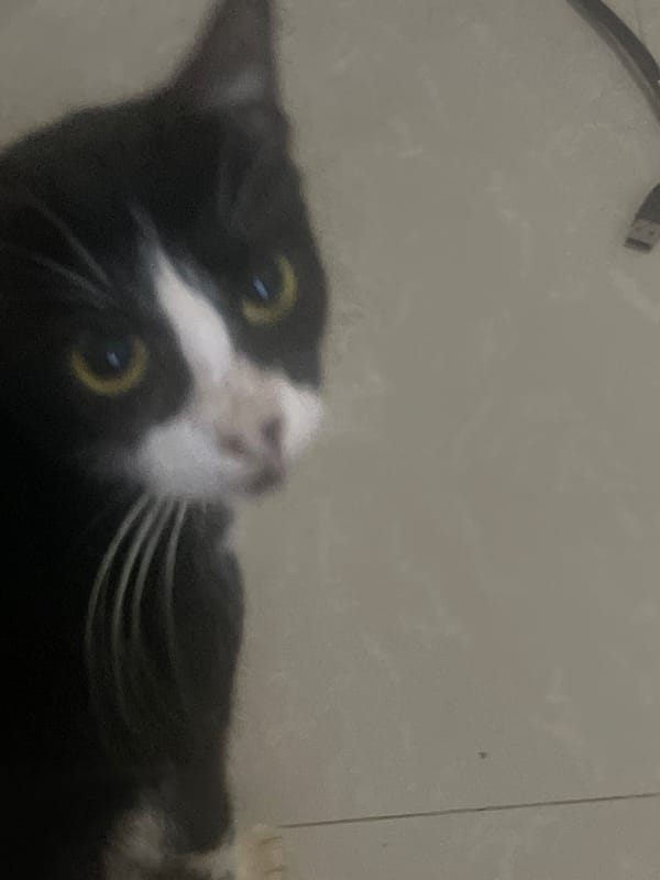 Cats roaming a tiled home, doing cat things