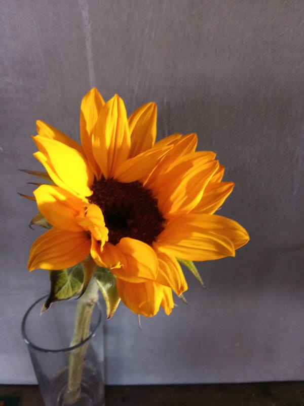Morning flower and fruit photography captured in Nha Trang