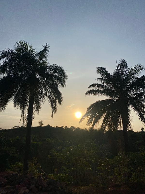 Dawn scenes captured in Achara: palm trees, cashew blossoms