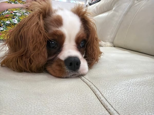 Cavalier King Charles Spaniel owns the couch