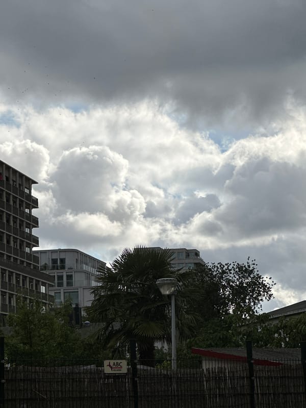 Afternoon Amsterdam walk: modern architecture, canals, and street cat