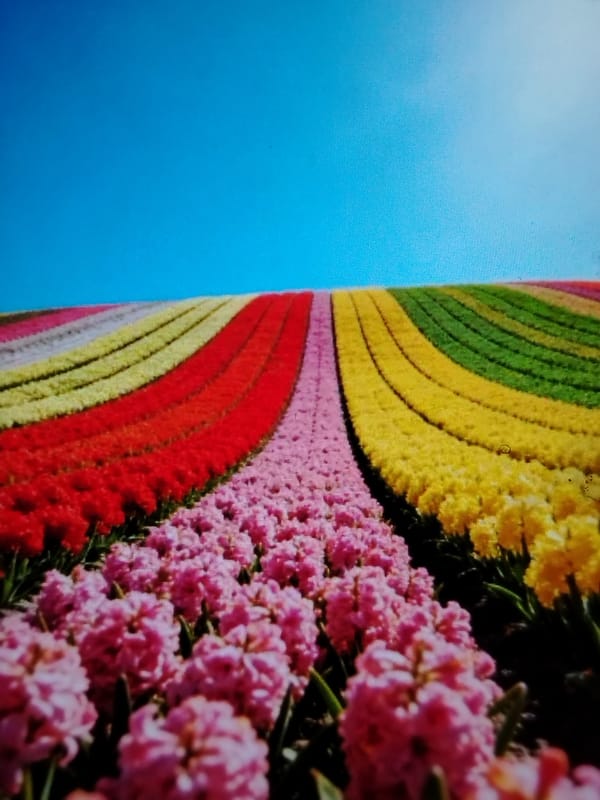Spring blooms documented across Zhlobin, Belarus countryside