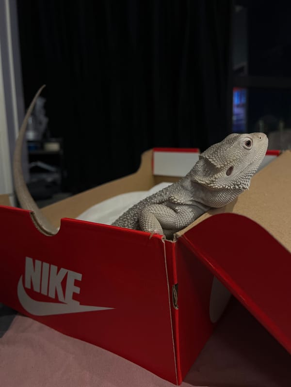 Bearded dragon found in Nike shoe box in Khimki