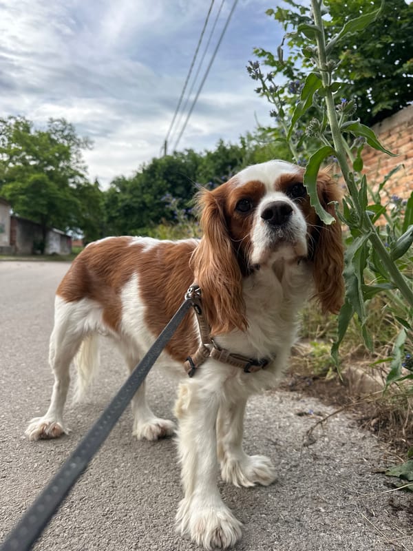 Cavalier King Charles Spaniel on a quiet Bulgarian village road