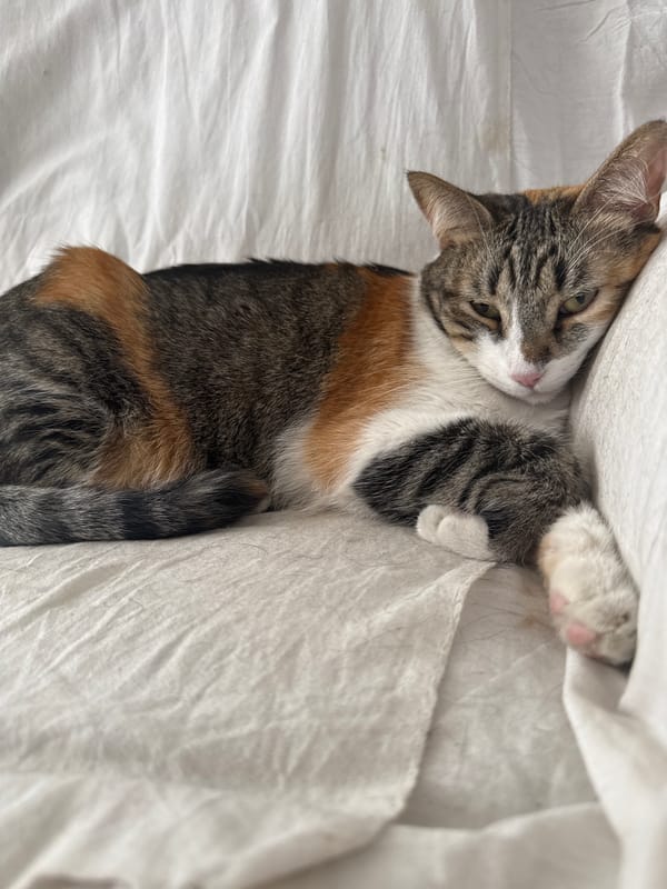 Three cats rest peacefully on bedding in Puebla home