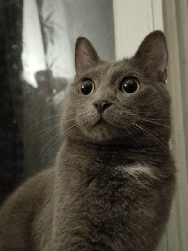 Grey cat in many moods, many angles, one cozy evening